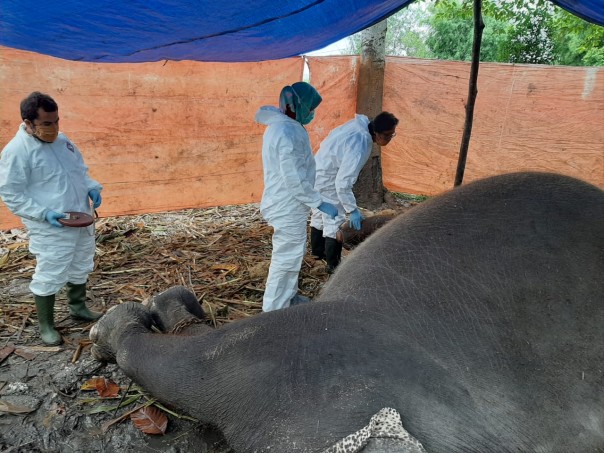 Gajah Sumatera di LK Kasang Kulim mati, BBKSDA Riau bantah karena kelaparan (foto/wira)