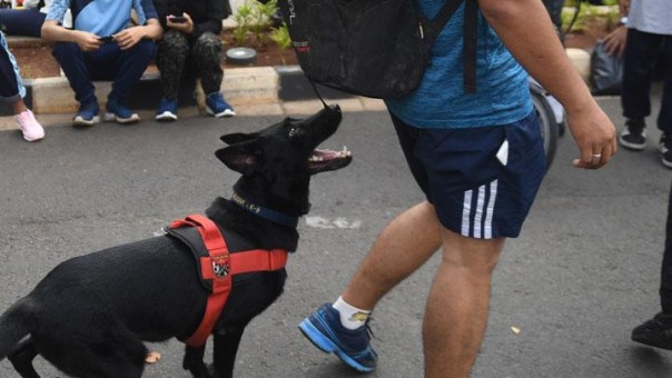 Anjing akan digunakan untuk deteksi penderita Corona di tempat publik