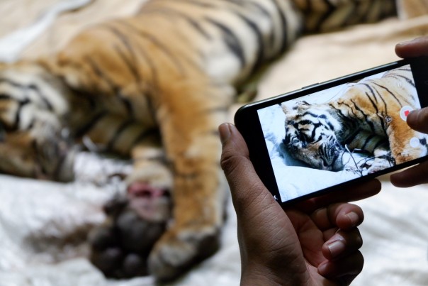 Seekor harimau sumatra jantan mati terjerat di lahan konsesi. (Foto. Amri)