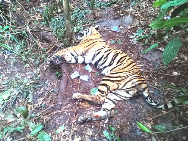 Harimau mati di kawasan konsesi RAPP