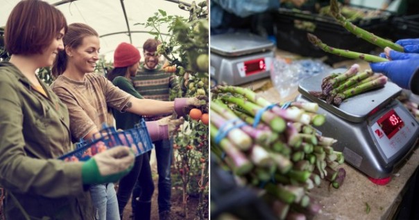 Terancam Bahaya Kelaparan, Pemerintah Inggris Meminta Bantuan Warganya Untuk Memanen Makanan Karena Kurangnya Pemetik Buah