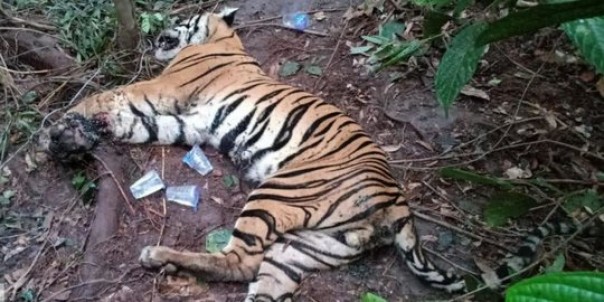 Harimau Sumatera mati terjerat