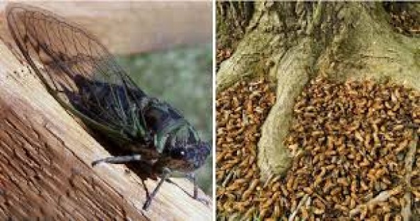 Mengerikan, Jutaan Cicadas Akan Muncul Dari Bawah Tanah Tahun Ini, Ini yang Akan Terjadi