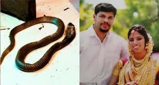 Ingin Menikahi Wanita Lain dan Mengambil Alih Harta Istrinya, Pria India Ini Nekat Membunuh Istrinya Dengan Menggunakan Seekor Ular Cobra