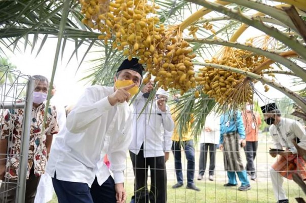 Syamsuar memanen buah kurma di Masjid Raya An-Nur saat meninjau kesiapan menghadapi new normal
