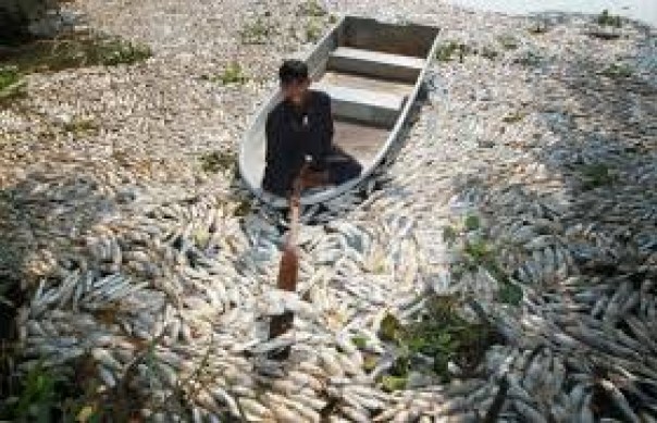 Mendadak, Ribuan Bangkai Ikan Terdampar Di Pesisir Pantai Penang, Ternyata Ini Penyebabnya...