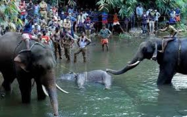 Seorang Pria Ditangkap Terkait Kematian Gajah Hamil Pasca Memakan Nanas Penuh Petasan di India, Ternyata Alasannya Sangat Mengejutkan....