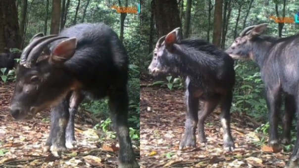 Viral, Hewan Langka Kambing Hutan Sumatera Tertangkap Kamera Pengintai, Netizen: Jangan Sampai Punah (foto/int)