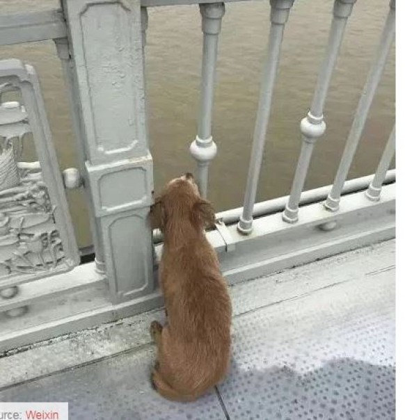 Kisah Seekor Anjing yang Setia Menunggu di Jembatan Tempat Pemiliknya Melakukan Bunuh Diri Selama berhari-hari Tanpa Makan atau Minum Jadi Viral di Wuhan