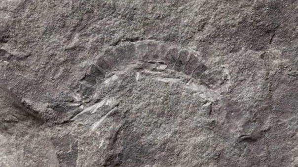 Fosil Kaki Seribu yang Ditemukan di Skotlandia Ternyata Adalah Hewan Darat Tertua dan Berumur 425 Juta Tahun