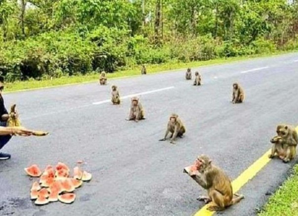 Foto Sekelompok Monyet Ini Patuh Physical Distancing Saat Makan Curi Perhatian Netizen