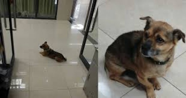 Sedih, Anjing Ini Menunggu Pemiliknya Selama 3 Bulan di Rumah Sakit, Meskipun Pemiliknya Sudah Meninggal Akibat Terinfeksi Covid-19