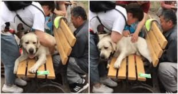 Kisah Anjing Chubby yang Berhasil Dibebaskan Setelah Terjebak di Bangku Taman Jadi Viral di Shanghai