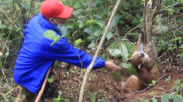 Petugas berusaha menyelamatkan kucing emas yang terjebak dalam jerat babi hutan di Agam, Sumatera Barat. Foto: int 