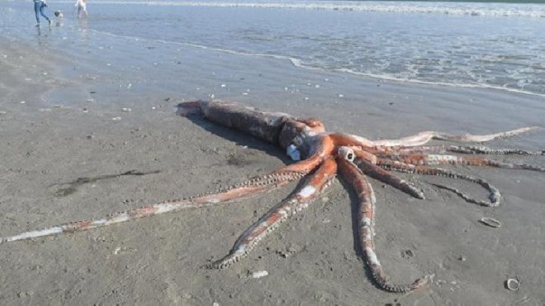 Gurita raksasa ini terdampar di pantai Golden Mile Beach di Afrika Selatan. News