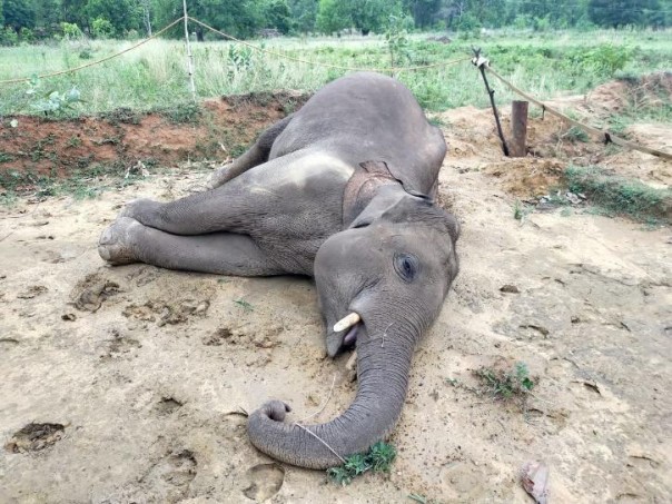 Dua Gajah Termasuk Beberapa Anak Sapi Ditemukan Mati di Chhattisgarh, Jadi Kematian Terbanyak Dalam Waktu Kurang Dari Seminggu