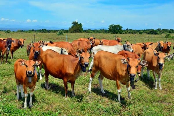Peternakan sapi menjadi salah satu program ketahanan pangan Muhammadiyah Riau