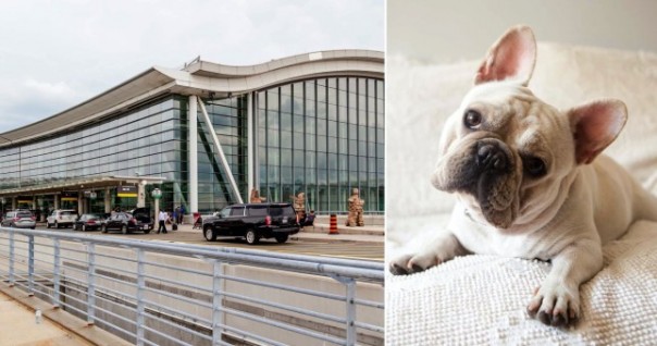 Mengerikan, 38 Anak Anjing Bulldog Prancis Ditemukan Tewas di Kargo Pesawat, Ternyata Ini Pelakunya