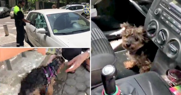 Kisah Polisi yang Terpaksa Menghancurkan Kaca Jendela Sebuah Mobil yang Mendidih Untuk Menyelamatkan Seekor Anjing yang Terperangkap Jadi Viral