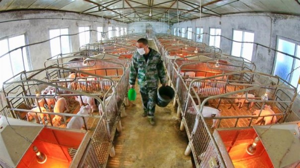 Para Ilmuwan Memperingatkan Virus Baru Pada Babi Memiliki Potensi Risiko Pandemi