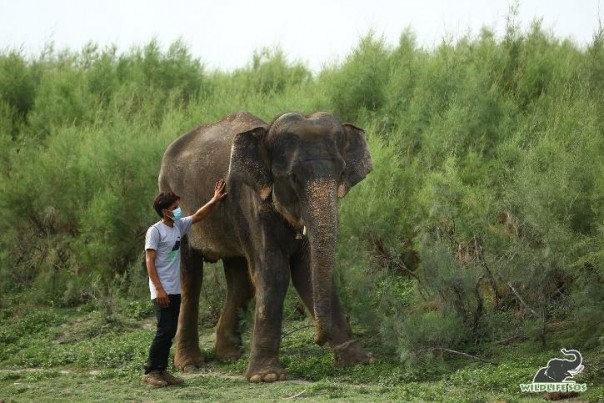 Disalahgunakan, kelaparan, dan Dipaksa Mengemis Selama Bertahun-tahun, Gajah Ini Akhirnya Alami Pemulihan