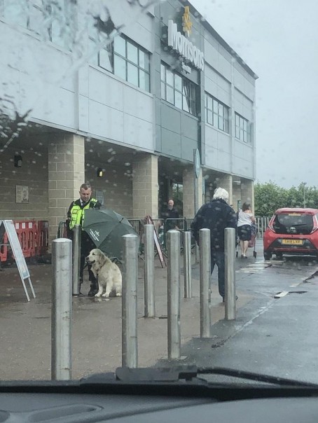 Gambar Seorang Penjaga Keamanan Memegang Payung Untuk Anjing Memenangkan Hati Warganet