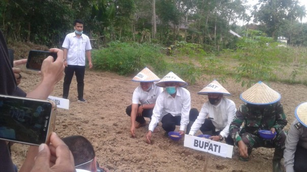 Bupati Lakukan Penyemaian Perdana di Hamparan Desa Kinali, Lakukan  Pola Tanam Jajar Legowo (foto/Zar)
