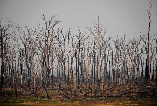 Hutan Amazon Alami Kebakaran Hutan Terburuk Sepanjang 13 Tahun, Hal Mengerikan Ini Diprediksi Akan Terjadi