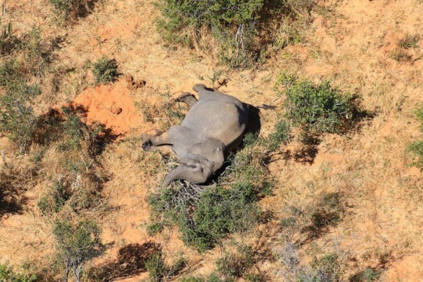 Lebih Dari 350 Gajah Mati Secara Misterius di Botswana 