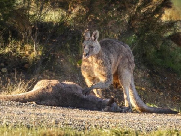 Seekor Kangguru jantan bersedih kehilangan pasangannya
