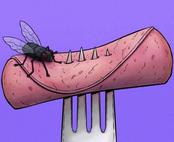 Apa Yang Sebenarnya Terjadi Saat Lalat Terbang Menuju Makanan Anda