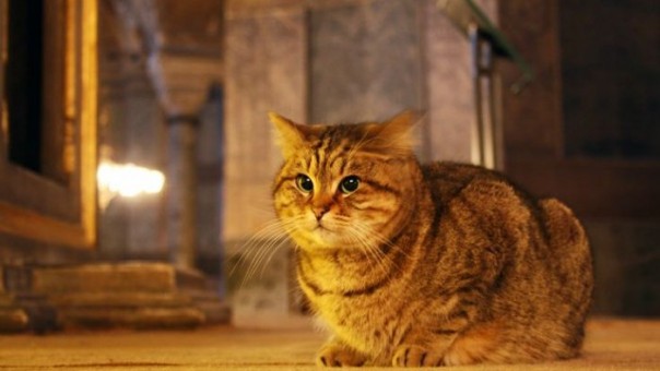 Gli, kucing penjaga Masjid Hagia Sophia selama belasan tahun