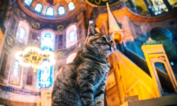 Gli, Kucing yang tinggal 14 tahun di Hagia Sophia
