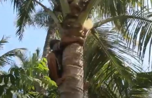 Kakek Asrofi (66) mampu memanjat 10 pohon kelapa dalam sehari di tengah keterbatan fisik tak bisa melihat. (Foto: iNews)