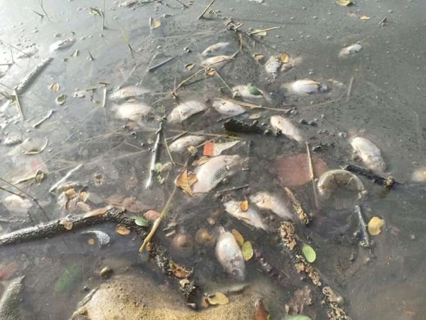 Heboh, Ribuan Ikan di Danau Raja Inhu Mati (foto/int)