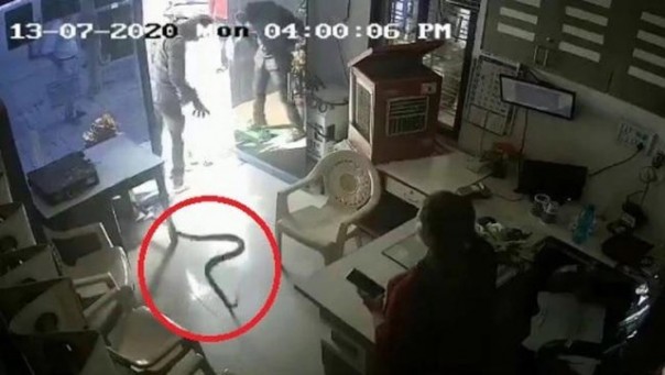 Salah satu ular yang dilempar seorang pria ke kantor sebuah SPBU. Foto: int 