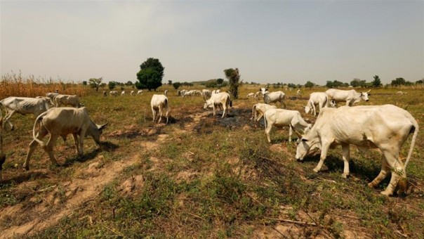 Pemerintah Nigeria Menawarkan Sapi Untuk Ganti Senjata Dalam Menghentikan Serangan