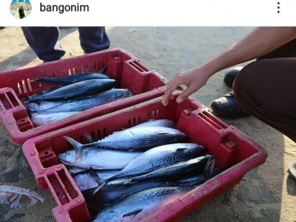 Nelayan Gaza Palestina Dapat Ikan Tongkol Segar, Bang Onim: Allah Maha Pemberi Rizki (foto/int)