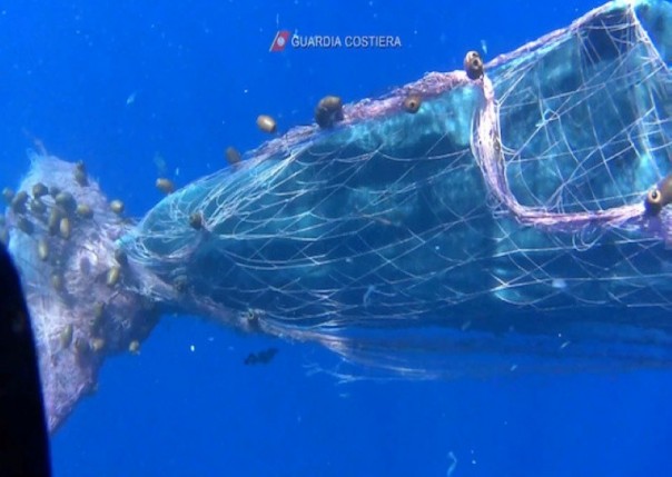 Penyelam Penjaga Pantai Italia Berjuang Membebaskan Paus Sperma Dari Jaring Ikan