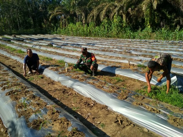 Dukung Ketahanan Pangan, Serda Aan Setiawan Bantu Petani Bercocok Tanam Cabai Merah