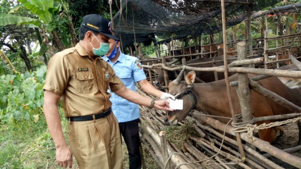 Kabid Peternakan, Herlandria saat melakukan pemantauan ketersediaan hewan kurban di salah satu peternak di Kota Pekanbaru