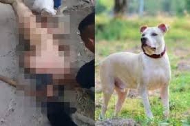 Kekejaman Terhadap Hewan, Laki-Laki Ini Ditangkap Karena Pelecehan Seksual Terhadap Anjing Liar di Thane