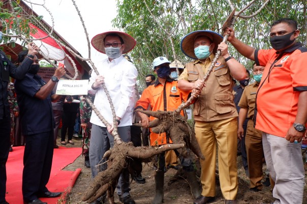 Kepala BRG RI Nazir Foead dan Bupati Kampar Catur Sugeng memanen perdana ubi yang ditaman dilahan gambut di Desa Karya Indah Kampar, Senin, 27 Juli 2020 siang.