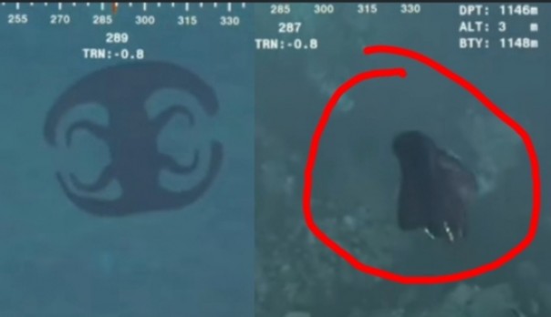 Viral Makhluk Misterius Laut Dalam Mirip Simbol, Netizen Curiga Hewan Langka Ini (foto/int)