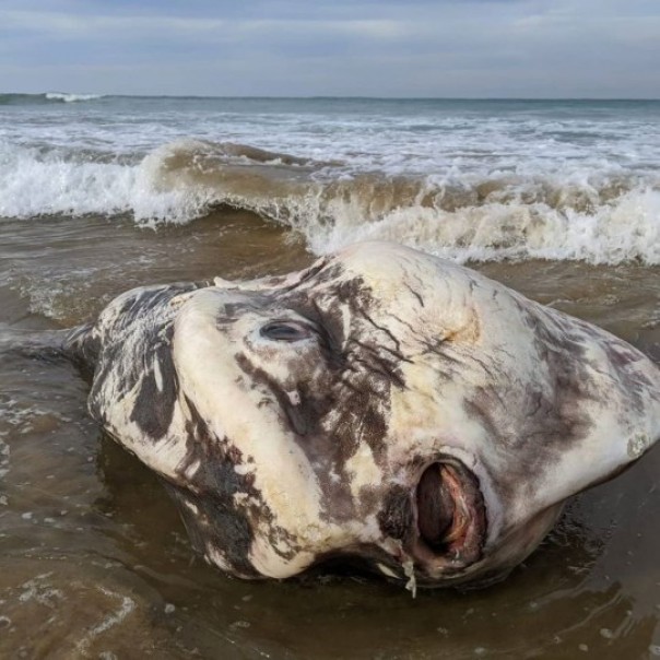 Ikan Berukuran Enam Kaki yang Terlihat Seperti Alien Menyerbu Pantai Australia