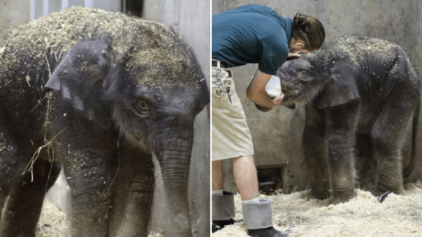 Bayi Gajah Ini Terpaksa Dibunuh Dengan Cara Dibius Setelah Lahir Dalam Keadaan Cacat yang Membuatnya Tidak Bisa Makan