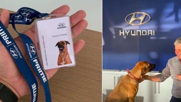 Seekor anjing yang menjadi karyawan di dealer Hyundai di Brazil