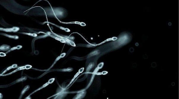 Studi Mengungkapkan Sperma Tidak Berenang Tapi Berputar Seperti Sekrup Untuk Membuahi Telur 