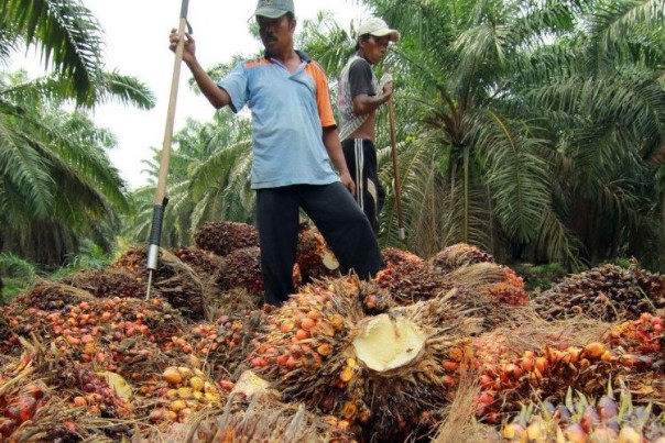 Harga Sawit  di Riau Terus Bergerak Naik ini Penyebabnya 