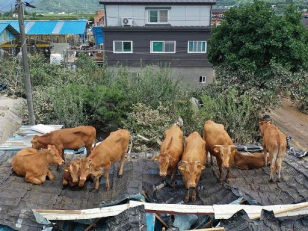 Sapi Berukuran Besar Terdampar di Atap Rumah Pasca Banjir Hebat Korea Selatan (foto/int)